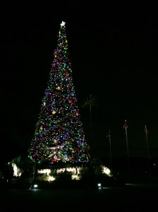 The tree when we left the park